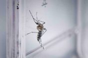 Aedes , Dengue, Zica